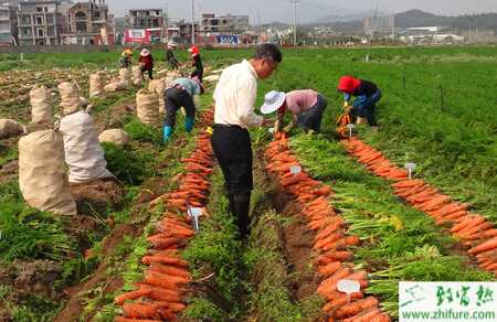 胡蘿卜春季怎么栽培才能高產(chǎn)