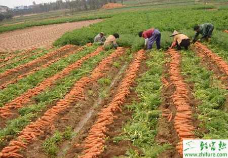 胡蘿卜規(guī)范化種植管理技術(shù)