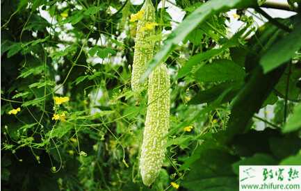 苦瓜病蟲害有哪些、怎么防治