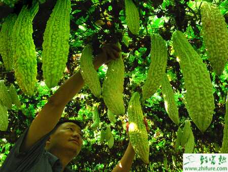 苦瓜種的選留和田間管理