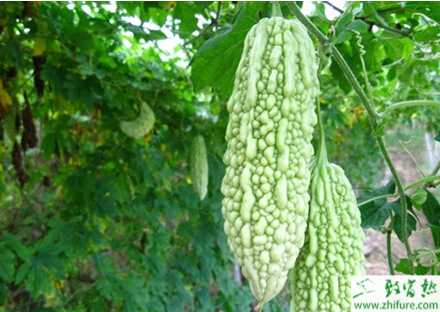 苦瓜大棚栽培各時期的管理