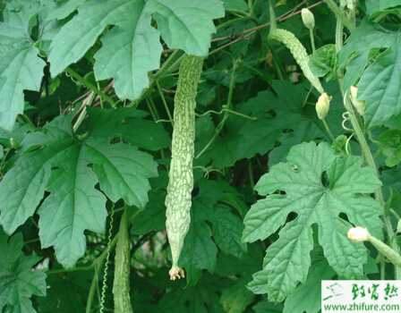 苦瓜利用大棚栽培可早熟