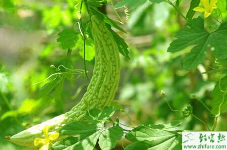 苦瓜高溫期的管理要點
