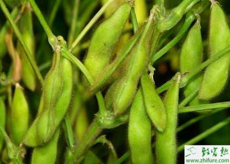 毛豆大棚早熟栽培技術(shù)