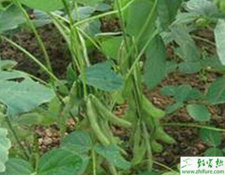 毛豆反延季節(jié)栽培技術(shù)