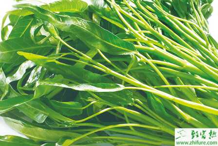 空心菜白銹病的癥狀及防治