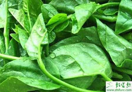 木耳菜的夏秋速成栽培要點