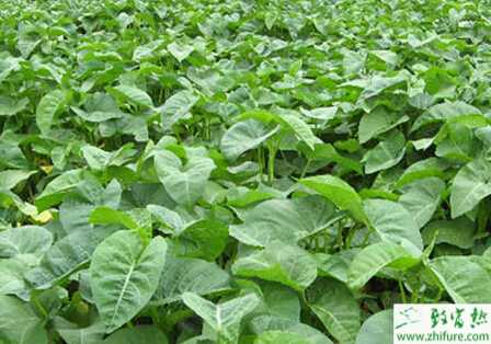 空心菜的規(guī)范化栽培技術(shù)