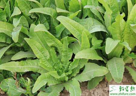 油麥菜夏季栽培要點