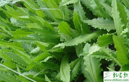 油麥菜全年栽培管理技術