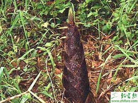 竹筍的栽培技術(shù)要點(diǎn)