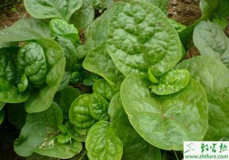 木耳菜怎么栽培能高產