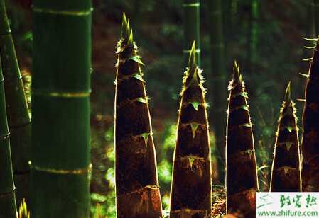 竹筍保鮮和儲(chǔ)存技術(shù)