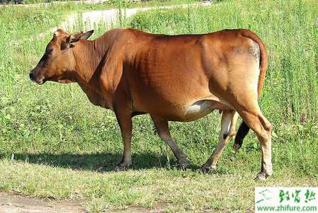 黃牛怎么養?有哪些需要注意的?