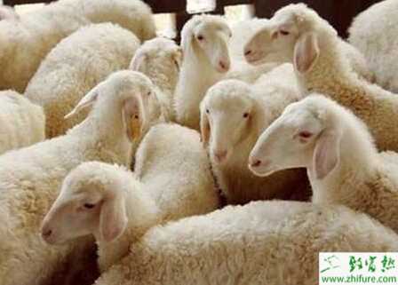 養(yǎng)湖羊國(guó)家有補(bǔ)貼嗎?都有哪些補(bǔ)貼政策?