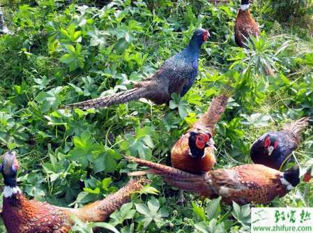 山雞怎么養(yǎng)？有哪些需要注意的？
