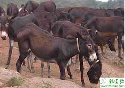 養驢國家有補貼嗎？