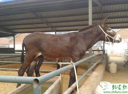 肉驢怎么養?有哪些需要注意的?