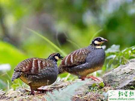 鷓鴣怎么養？有哪些需要注意的？