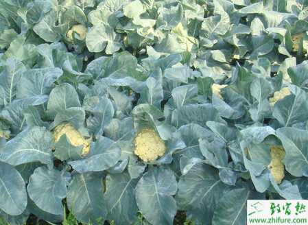 花椰菜黑腐病的癥狀及防治