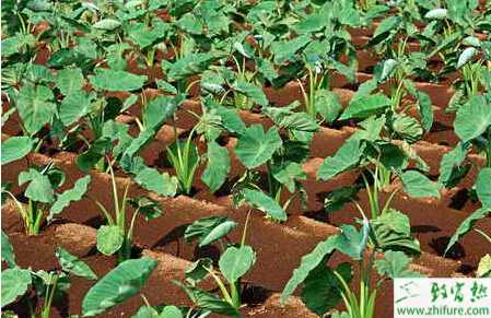 芋頭怎么栽培能高產