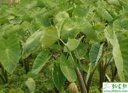 芋頭“芋瘟”的綜合防治