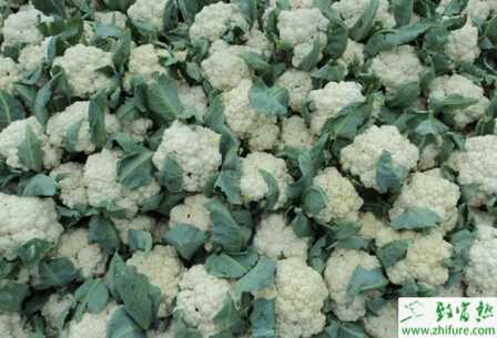 花椰菜灰霉病如何防治