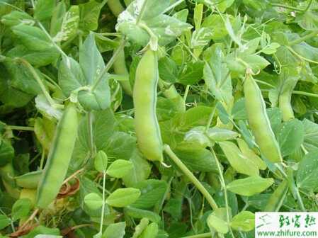 扁豆細菌性疫病的癥狀及防治