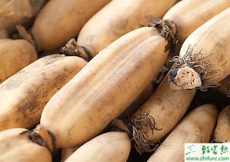 蓮藕覆膜栽培技術