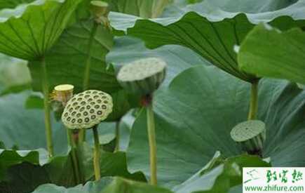 蓮藕黑根病的防治