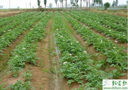 馬鈴薯如何脫毒和增產