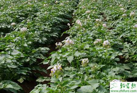 馬鈴薯晚疫病的科學防治技術