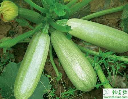 西葫蘆病毒病怎么進行防治