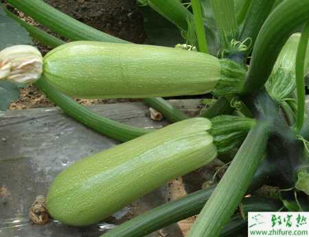 西葫蘆灰霉病的綜合防治