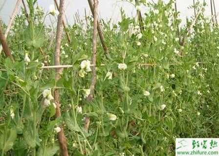 荷蘭豆的規(guī)范化栽培技術(shù)