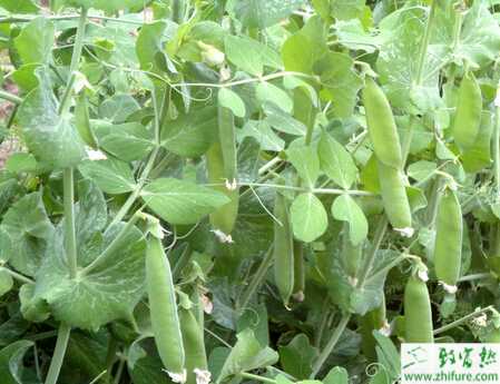 荷蘭豆細(xì)菌性葉斑病的科學(xué)防治