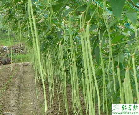 豆角如何栽培能高產