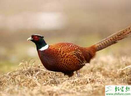 養(yǎng)山雞需要辦理證件嗎？需要辦什么證？