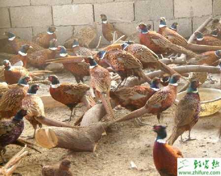 山雞育雛方式有哪些？育雛有哪些注意事項？