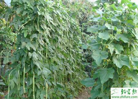 豆角怎么種植能多坐莢