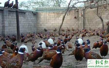 山雞飼料怎么配制？自配山雞飼料的有哪些注意事項？