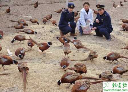 野雞怎么養？有哪些需要注意的？