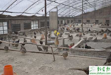 野雞養殖場怎么建？有哪些設備？