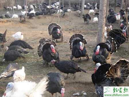 火雞怎么養(yǎng)？有哪些需要注意的？