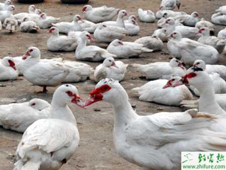 香鶉雁怎么養？香鶉雁養殖存在哪些問題？