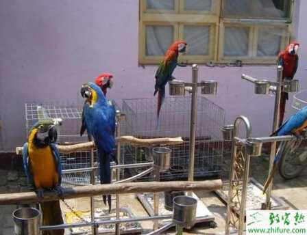 鸚鵡怎么養？有哪些需要注意的？