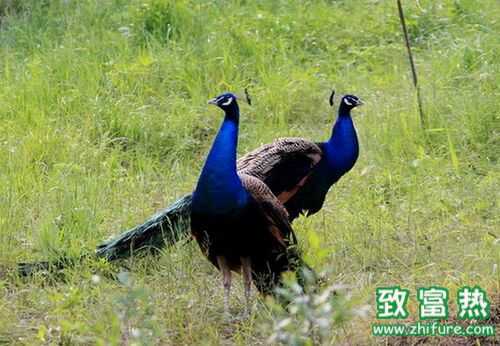 2016養孔雀賺錢嗎？2016孔雀養殖前景及市場價格行情分析
