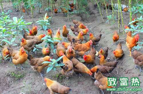 2016養雞賺錢嗎？