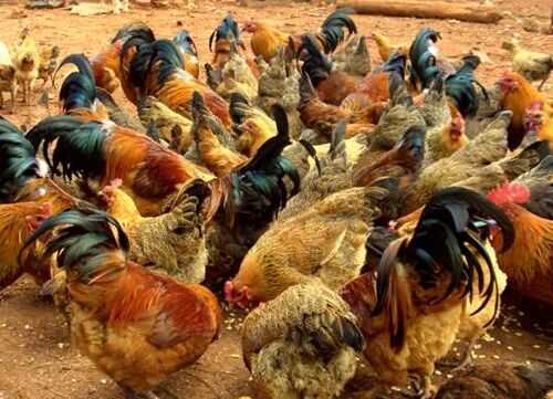 2016養雞效益分析