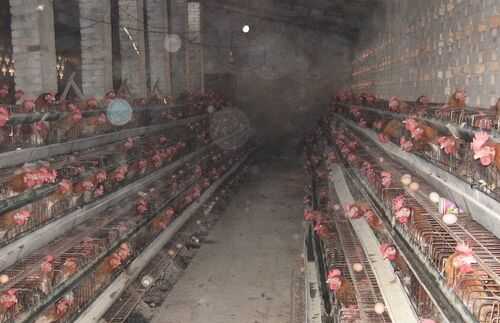 2016養雞前景及市場價格行情分析